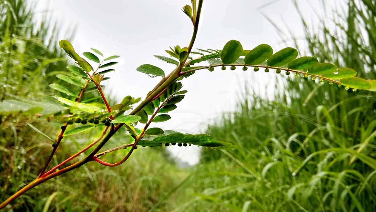 Is Bhumi Amalaki Beneficial For Your Health?